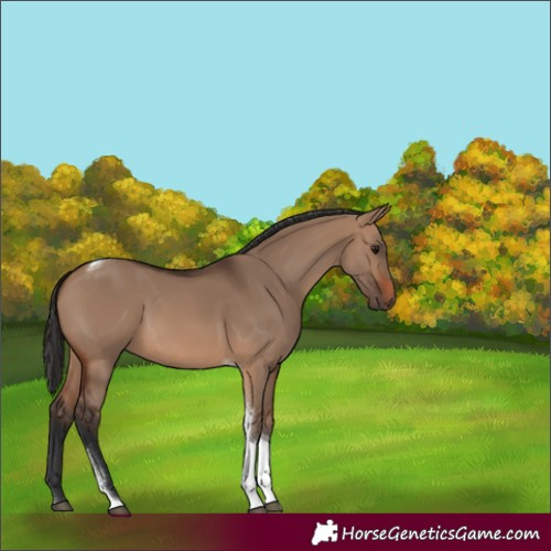 Horse Color:Brown Dun Tobiano 