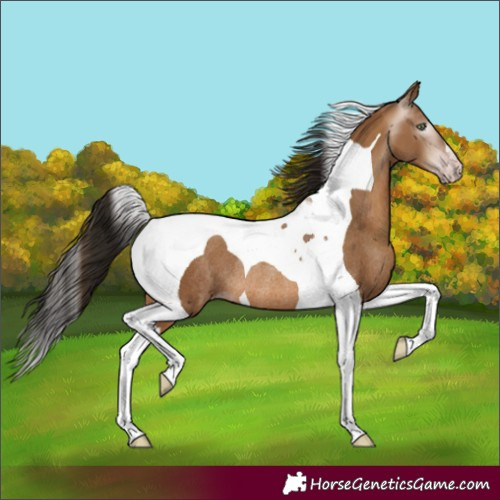 Horse Color:Gray Amber Champagne Tobiano Rabicano 