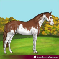 Horse Color:White Spotted Chestnut 