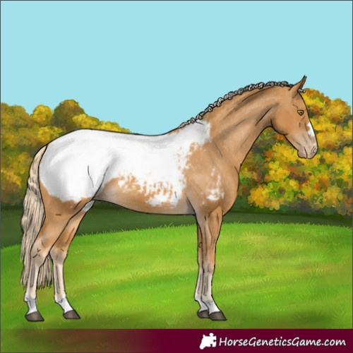 Horse Color:Palomino Appaloosa 