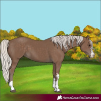 Horse Color:Silver Black