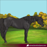 Horse Color:Smoky Black 