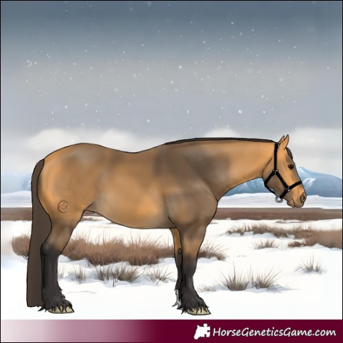 Horse Color:Buckskin 