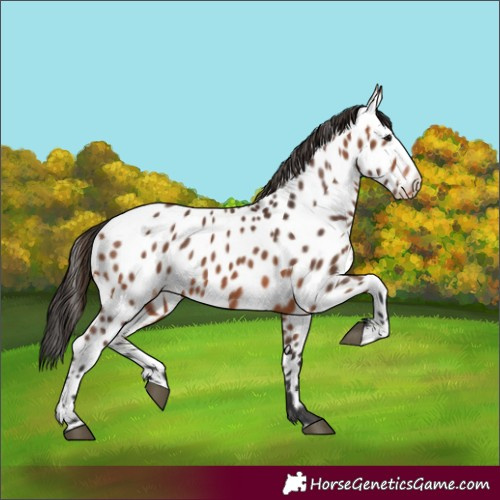 Horse Color:Bay Appaloosa 