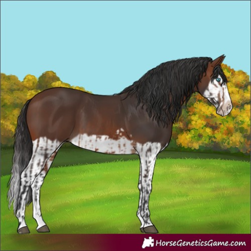 Horse Color:Brown Splash Frame and Brown Splash Frame
