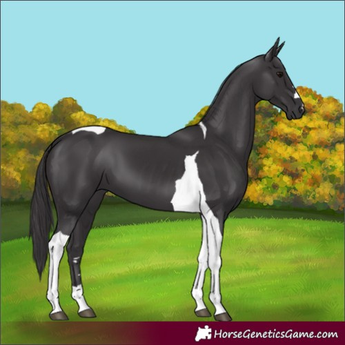 Horse Color:Smoky Black Tobiano 