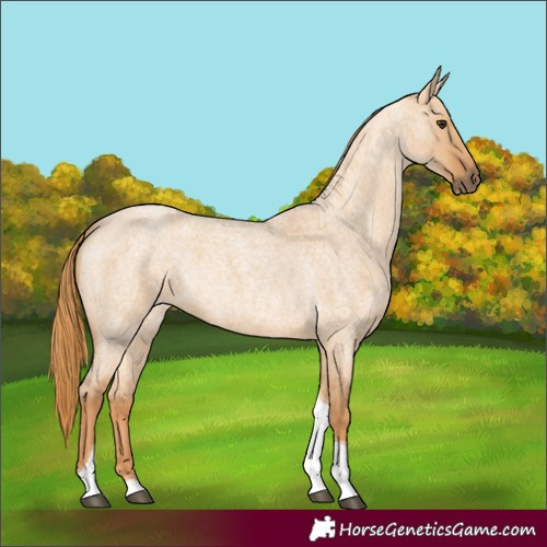 Horse Color:Unknown 