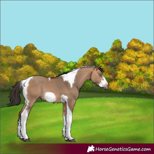 Horse Color:Bay Dun Tobiano Frame Rabicano