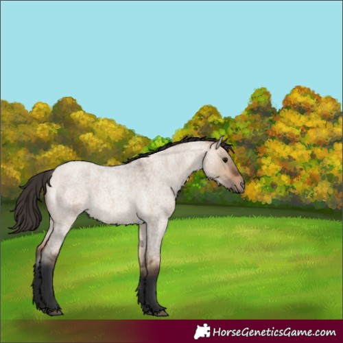 Horse Color:Bay Roan Dun 
