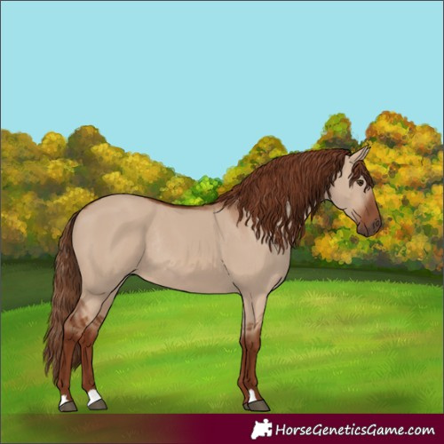 Horse Color:Red Dun Rabicano 
