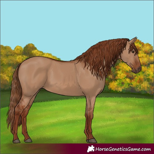 Horse Color:Red Dun Rabicano 