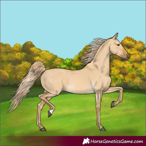 Horse Color:Palomino Dun Rabicano 