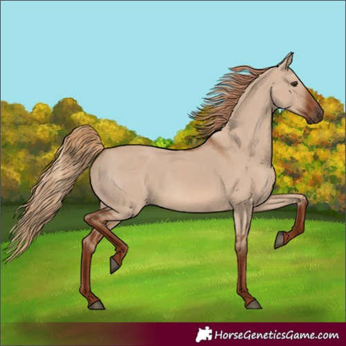 Horse Color:Red Dun Rabicano 
