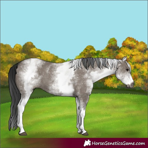 Horse Color:Gray White Spotted Grullo