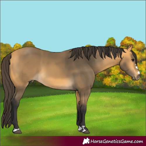 Horse Color:Buckskin 