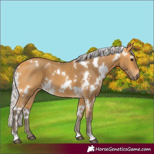 Horse Color:White Spotted Silver Buckskin