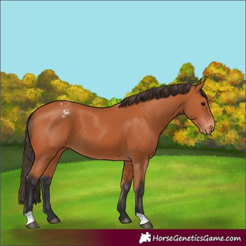 Horse Color:Bay Appaloosa