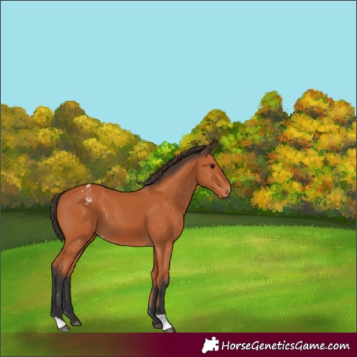 Horse Color:Bay Appaloosa 