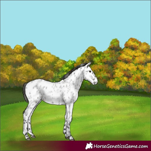 Horse Color:Grullo Roan Near Leopard 