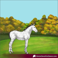 Horse Color:Grullo Roan Near Leopard 