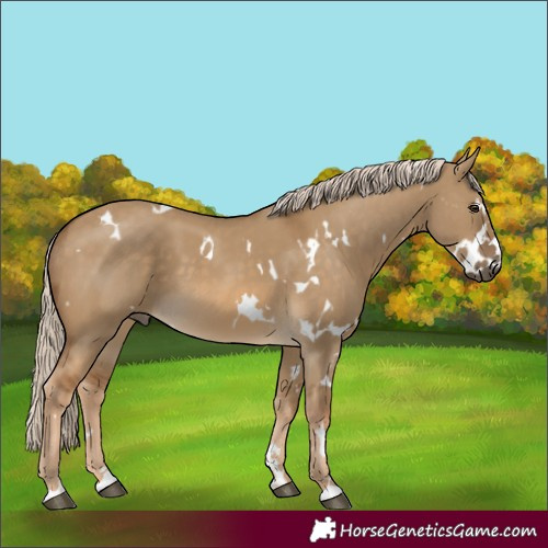 Horse Color:White Spotted Chocolate Palomino Dun