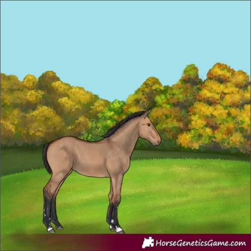 Horse Color:Bay Dun 