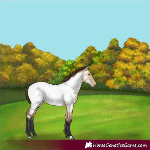 Horse Color:Bay Dun Appaloosa 