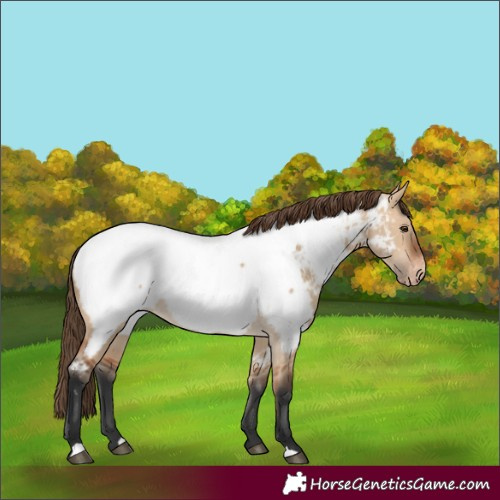 Horse Color:Bay Dun Appaloosa 