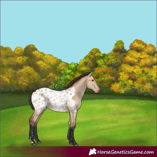 Horse Color:Bay Dun Appaloosa 