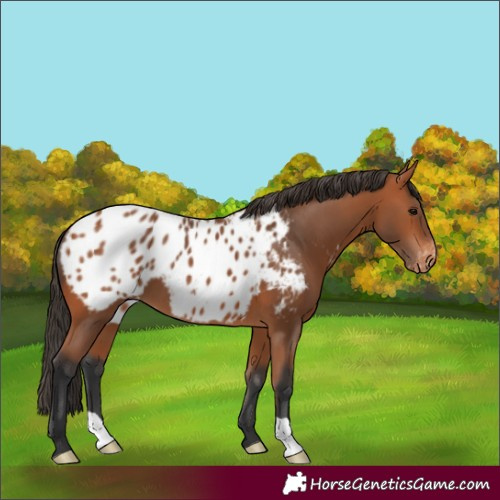 Horse Color:Bay Appaloosa 