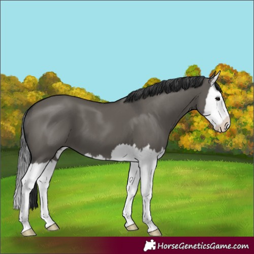 Horse Color:Grullo Splash