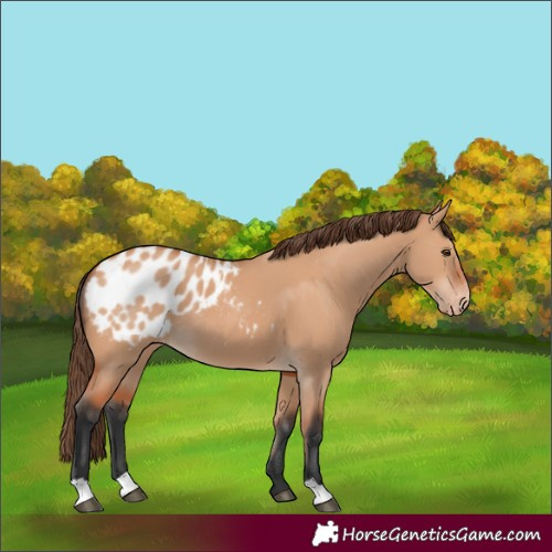 Horse Color:Bay Dun Appaloosa