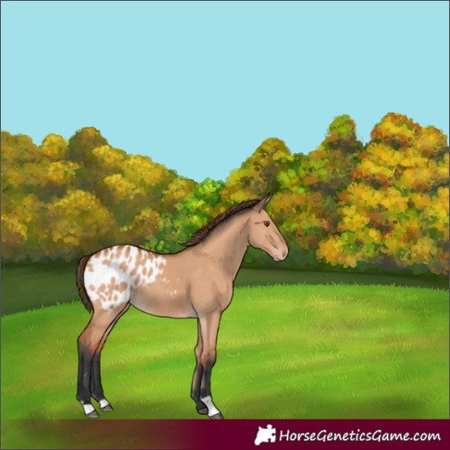 Horse Color:Bay Dun Appaloosa 