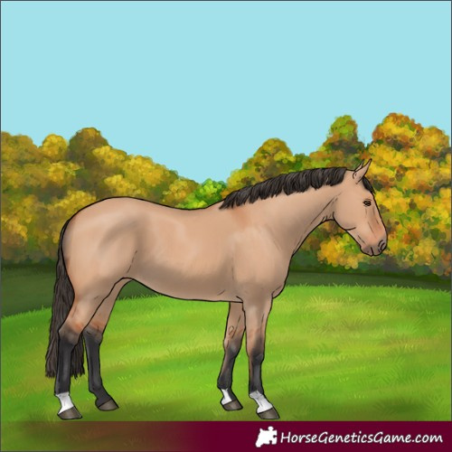 Horse Color:Bay Dun 