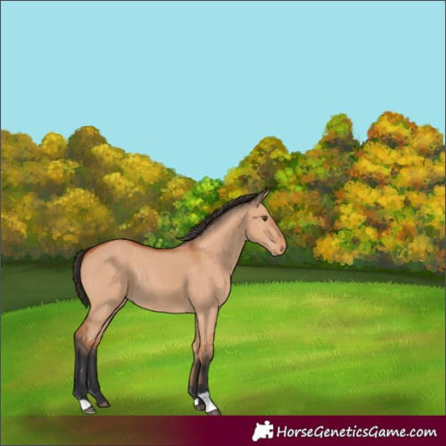 Horse Color:Bay Dun 