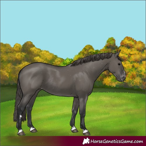 Horse Color:Grullo Appaloosa Rabicano