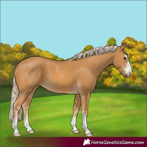 Horse Color:Palomino 