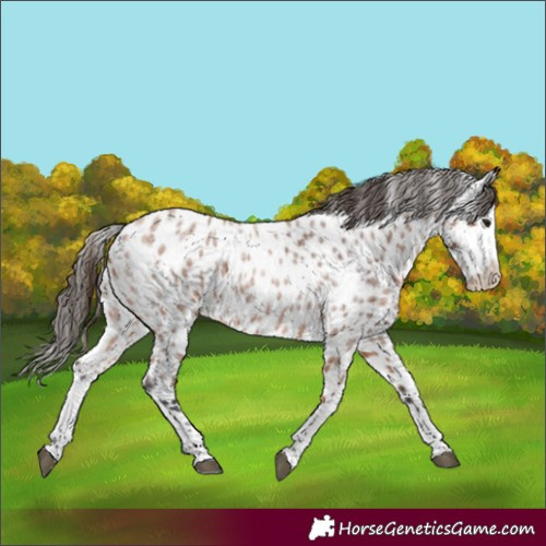 Horse Color:Bay Roan Splash Appaloosa