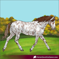 Horse Color:Gray Red Roan Splash Appaloosa 