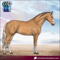 Horse Color:Palomino 