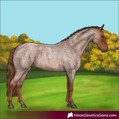 Horse Color:Red Roan 