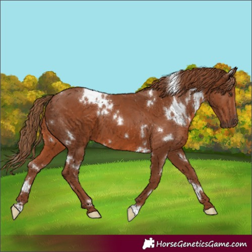 Horse Color:White Spotted Chestnut 