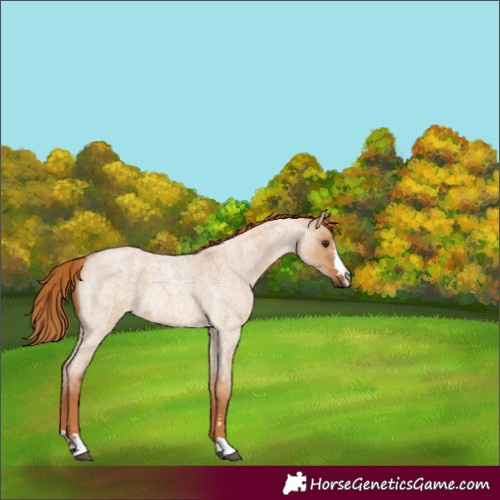 Horse Color:Red Dun Roan 