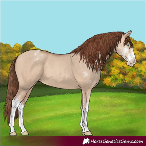 Horse Color:Amber Champagne Dun Sabino Varnish 