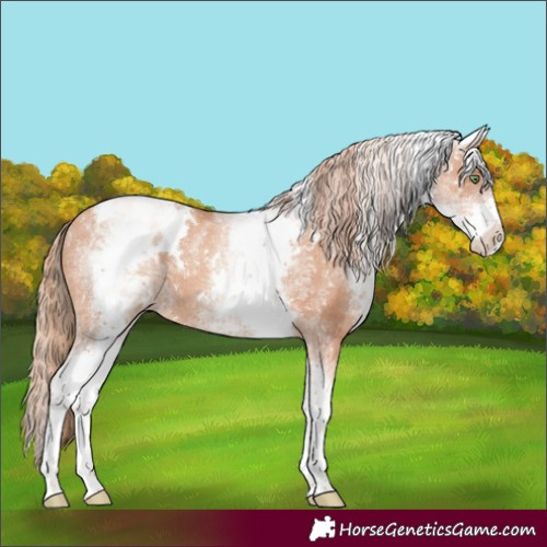 Horse Color:White Spotted Gold Champagne Rabicano 