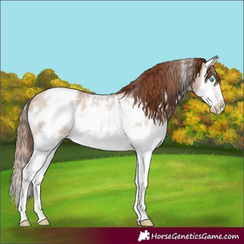 Horse Color:White Spotted Red Dun Roan Splash Frame Rabicano