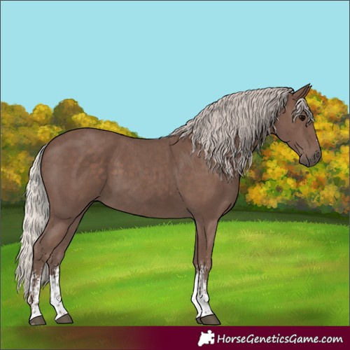 Horse Color:Silver Black Sabino 