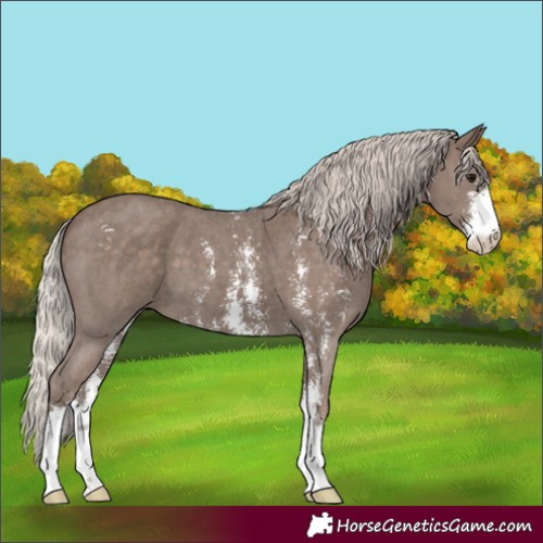 Horse Color:Silver Black Sabino 