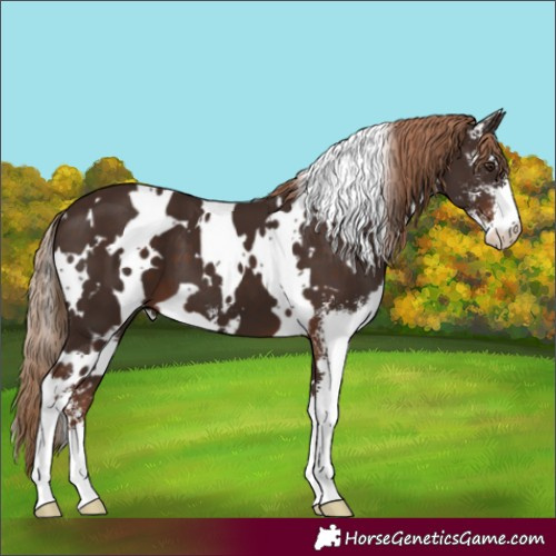 Horse Color:White Spotted Liver Chestnut Sabino 