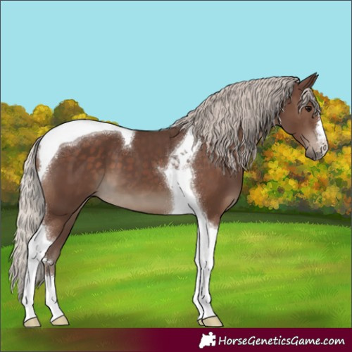 Horse Color:Silver Black Tobiano 